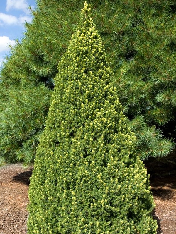 Picea glauca rainbow s end. Рейнбоу энд ель. Ель канадская rainbow's end (рейнбоуз энд). Ель коника рейнбоуз энд. Ель сизая rainbow's end.